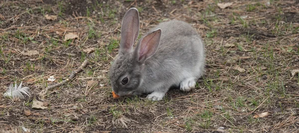 Lapin lapin en coton mangeant de l'herbe dans le jardin — Photo