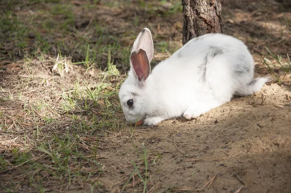 Cottontail konijn eet gras in de tuin — Stockfoto