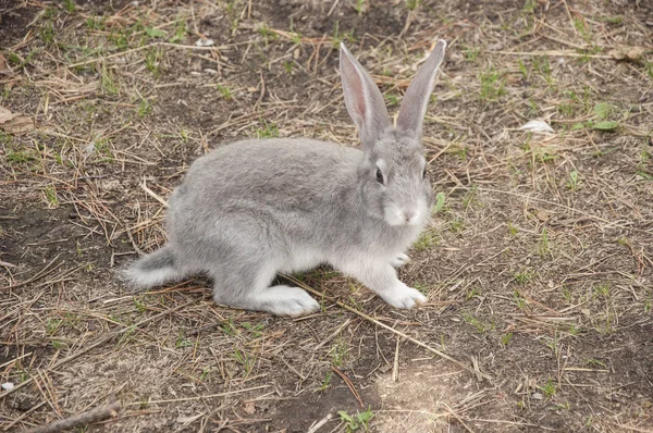 Коттонтейль кролик їсть траву в саду — стокове фото