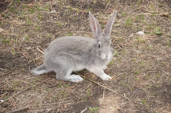 Baumwollkaninchen frisst Gras im Garten — Stockfoto