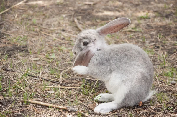 Cottontail coniglio coniglio mangiare erba in giardino — Foto Stock
