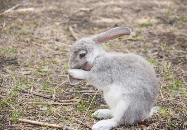 Lapin lapin en coton mangeant de l'herbe dans le jardin — Photo