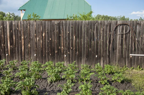 Rangées de pommes de terre de culture — Photo