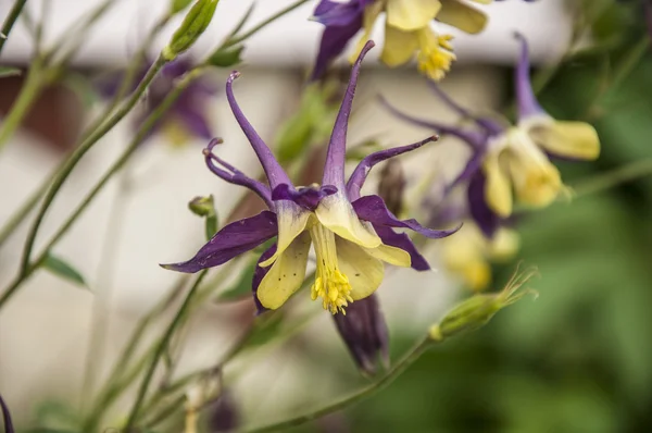 Columbine - Aquilegia — Stock Photo, Image