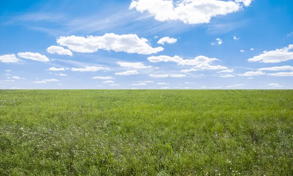 Champ sur un fond du ciel bleu — Photo