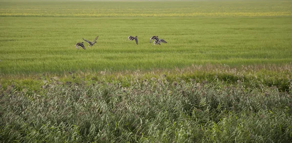 A flock of ducks taking flight from a wetland — Stock Photo, Image