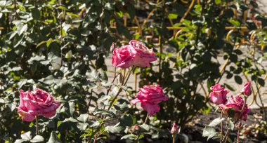 Solmuş Gül bahçesinde