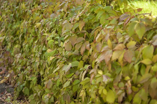 Gros plan sur la vigne sauvage Texture de fond — Photo