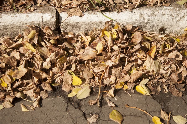 Zavřít podzimní listy — Stock fotografie