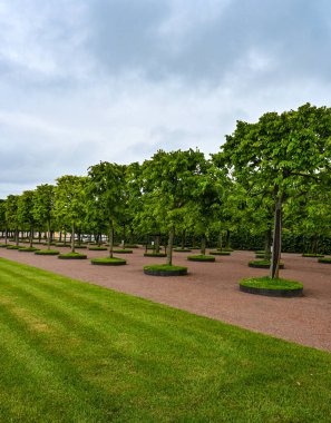 Düzgün budanmış ağaçlar ve park çimenleri. Kesilmiş ağaçlar yakın plan