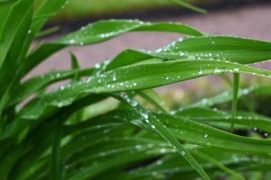 damla su, taze yeşil çim yakın çekim