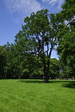 Güneşli yaz gününde ağaçlarla ve renkli çiçeklerle kamu parkı manzarası
