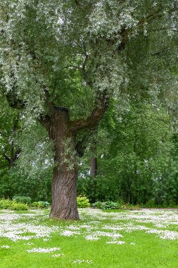 Güneşli yaz gününde ağaçlarla ve renkli çiçeklerle kamu parkı manzarası