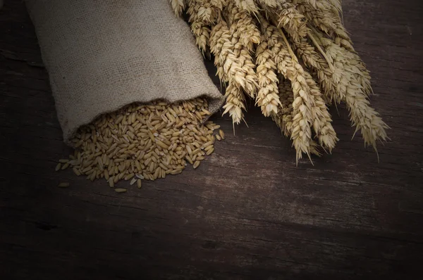 Zak vol van tarwe en tarwe oren — Stockfoto