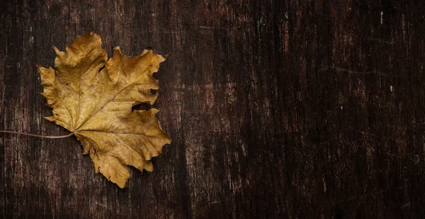 Dry maple leaf on wood background — Stock Photo, Image