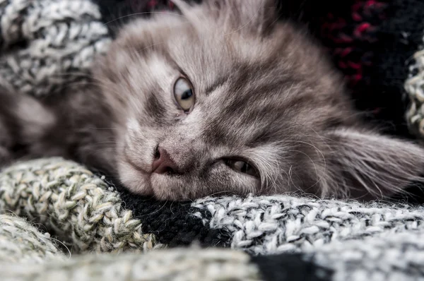 Härlig grå kattunge sömn i ylle halsduk — Stockfoto