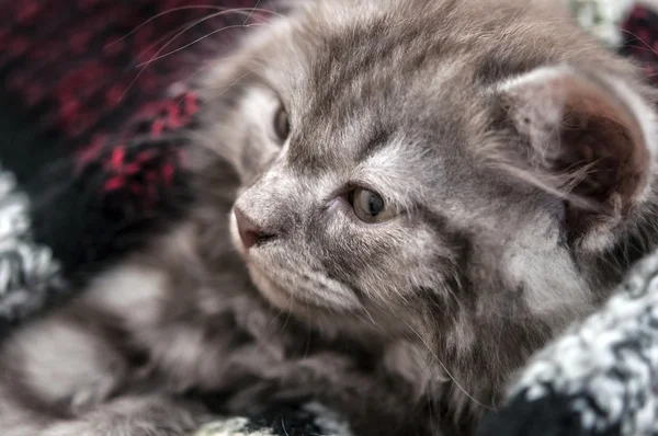 Lovely grey kitten sleep in woolen scarf