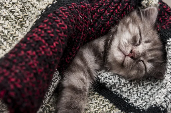 Υπέροχο γκρι γατάκι ύπνου σε μάλλινα κασκόλ — Φωτογραφία Αρχείου