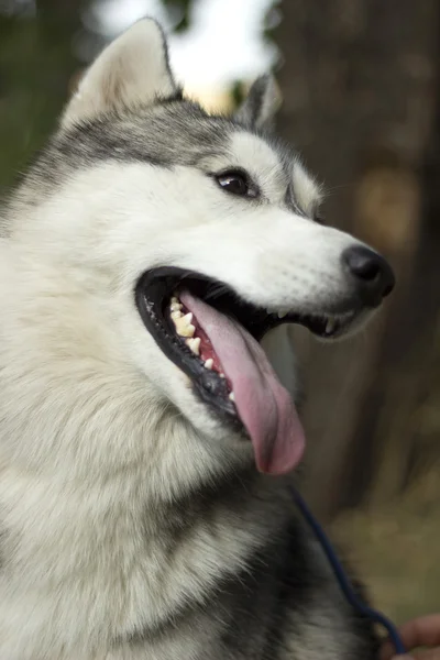 Siberian husky dog — Stock Photo, Image