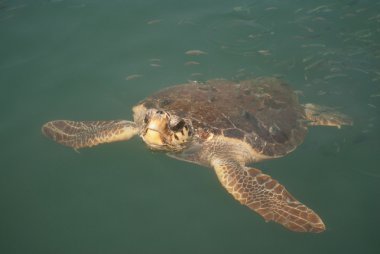  Kaplumbağa Caretta-Caretta