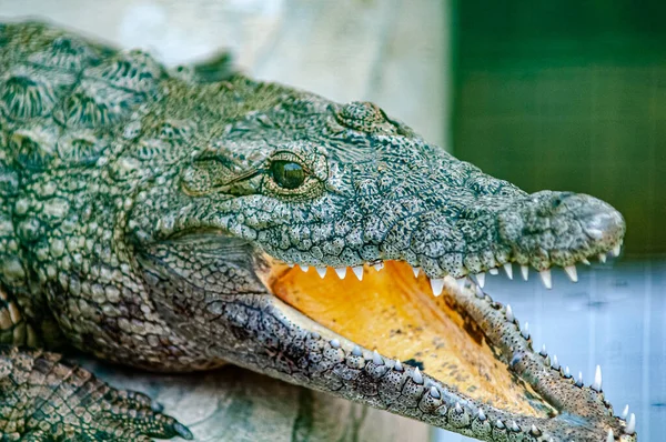 nile crocodile opened the mouth  crocodile\'s eyes
