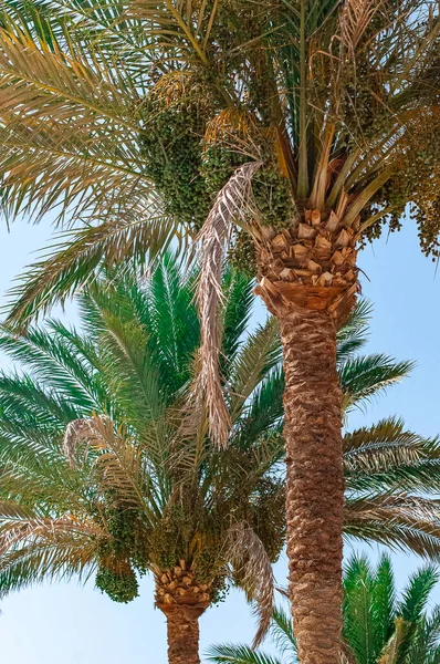 palm dates tree shop beach