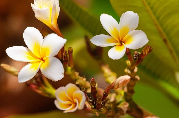 Plumeria Flores Florecen Una Rama — Foto de Stock