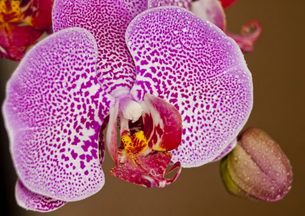 Orchid — Zdjęcie stockowe