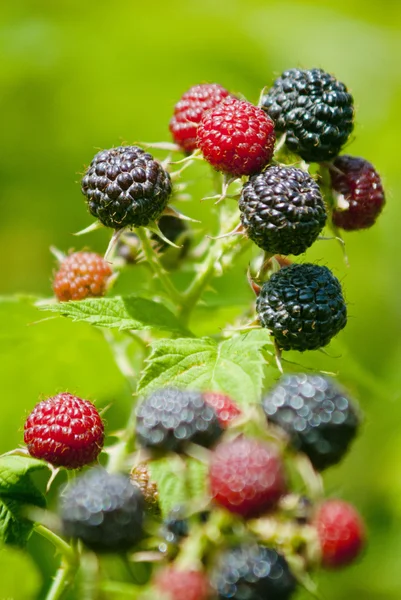 Blackberry delicioso suco de frutas ecologia Black berry — Fotografia de Stock