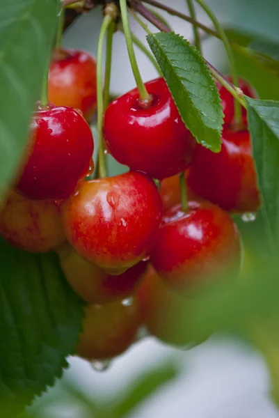 Delicadeza, delicioso, frutas, suco, cereja, suculento, seiva, produto ambientalmente amigável, vermelho, branco, cerejas, cereja — Fotografia de Stock