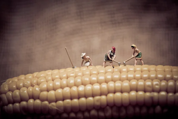 Agricoltori in miniatura al campo di mais. tono di colore sintonizzato . — Foto Stock