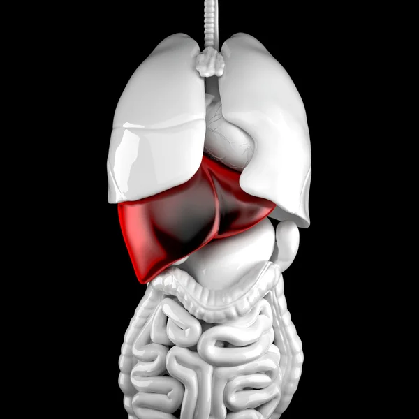 Ludzkiej wątroby. ilustracja anatomiczny 3D. Ścieżki przycinające — Zdjęcie stockowe