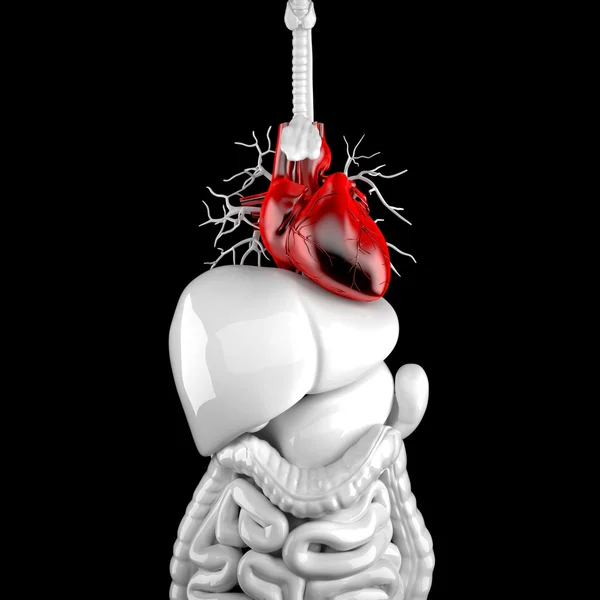 Serce człowieka. ilustracja anatomiczny 3D. Ścieżki przycinające — Zdjęcie stockowe