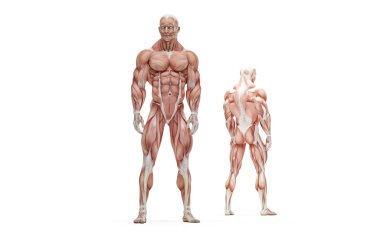 Atlet poz. Anatomik şekil. İzole. Kırpma yolu