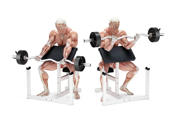 Preacher curl biceps exercise. Anatomical illustration. Isolated. Clipping path — Stock Photo, Image