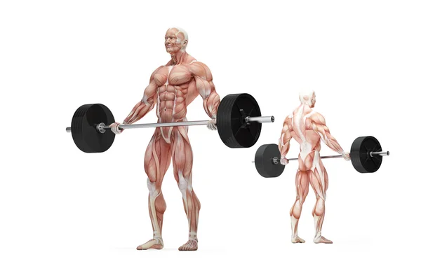 Barbell exercises. Anatomical illustration. Isolated. Clipping path — Stock Photo, Image