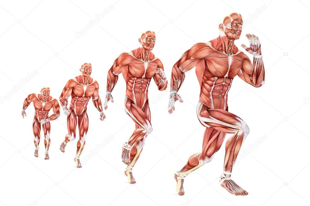 Running man anatomy. Medical illustration. Isolated. Contains clipping path