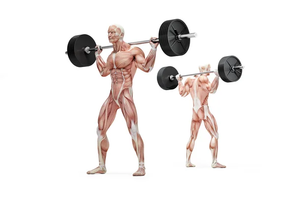 Muscular man holding a barbell on his shoulders. Anatomical illustration. Isolated. Clipping path — Stock Photo, Image