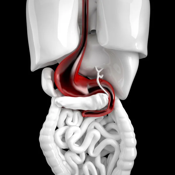 Ludzkiego żołądka. ilustracja anatomiczny 3D. Zawiera przycinania pat — Zdjęcie stockowe