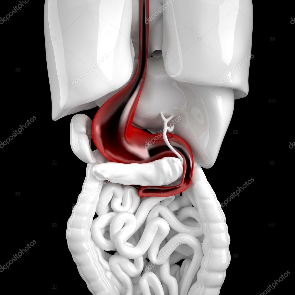 Human stomach. 3d anatomical illustration. Contains clipping pat
