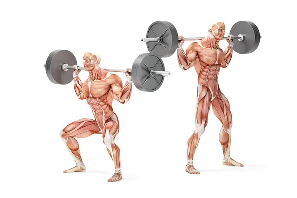 Barbell Squat Exercise. Anatomical 3D illustration. Isolated wit — Stock Photo, Image