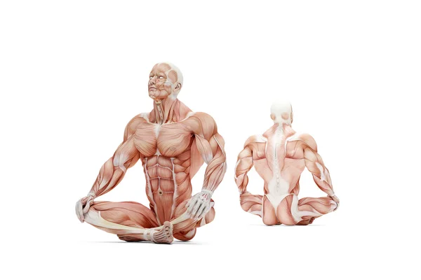 Athlète en posture méditante. Illustration 3D anatomique. Isolé — Photo