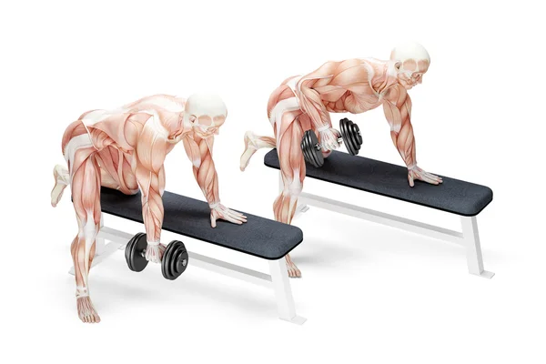 Dumbbell Rows exercise. Anatomical 3D illustration. Isolated wit — Stock Photo, Image