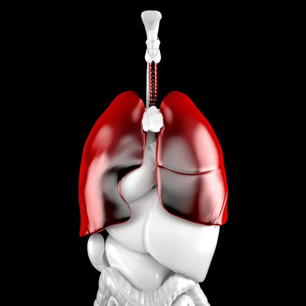 Pulmones humanos. Ilustración anatómica 3d. Contiene ruta de recorte — Foto de Stock