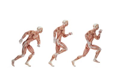 Çalışan döngüsü. Anatomik şekil. İzole. Clipp içerir