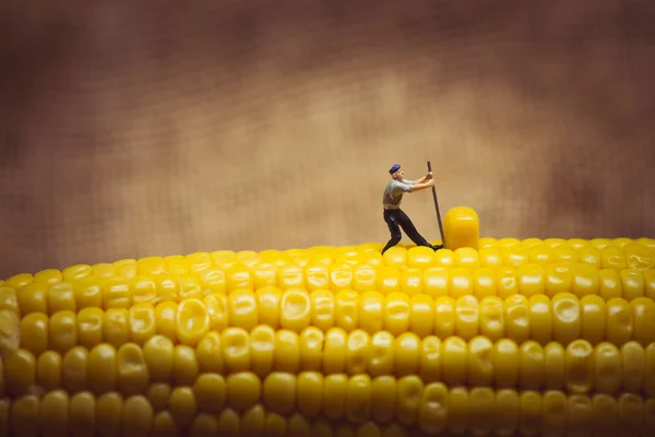 Corn maize harvest.  Macro photo — Stock Photo, Image