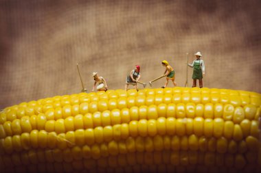 Mısır koçanlı çiftçilere yakın çekim. Makro fotoğraf