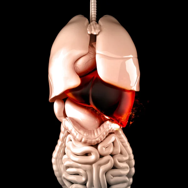 Hořící lidská játra. Onemocnění jater koncept. 3D obrázek — Stock fotografie