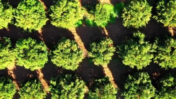 Накладний Знімок Сонячного Помаранчевого Саду — стокове відео