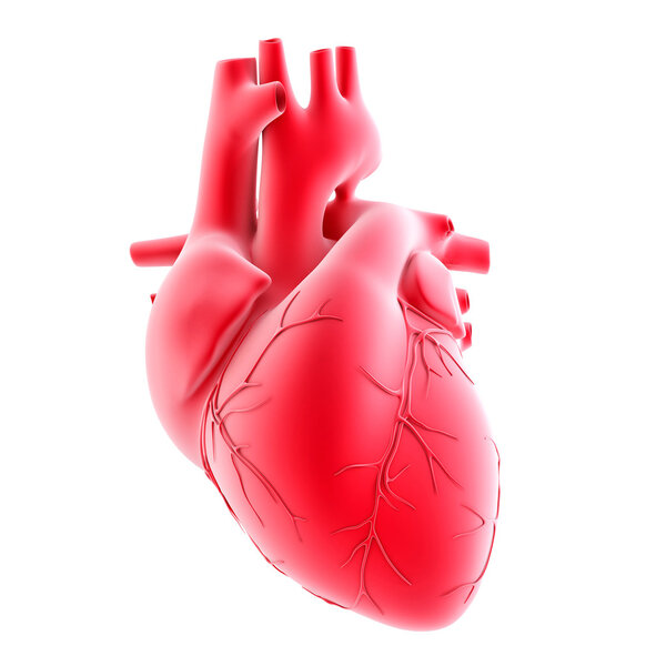 Human heart. 3d illustration. Isolated, contains clipping path — Stock Photo, Image